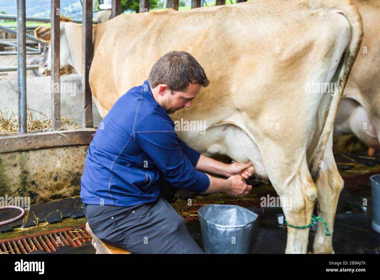 gros plan sur un homme qui traite une vache à la main Photo Stock - Alamy