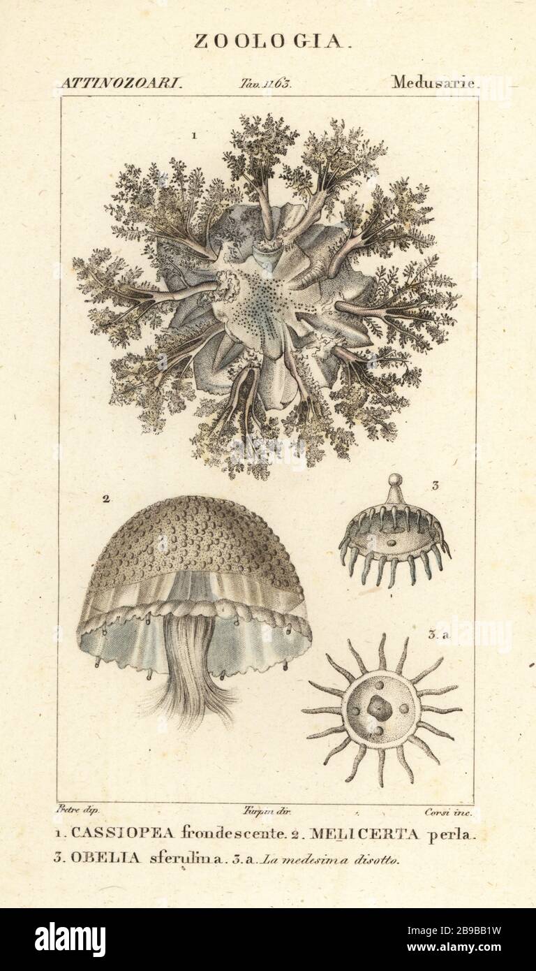 Méduses à l'envers, Cassiopea frondosa 1, Melicertum espèce 2 et obelia polyp 3. Cassiopea frondescente, Meliserta perla, Obelia sferulina. Gravure en copperplate aux couleurs vives du Dizionario delle Scienze Naturali d'Antoine Laurent de Jussieu, Dictionnaire des sciences naturelles, Florence, Italie, 1837. Illustration gravée par Corsi, dessinée par Jean Gabriel Pretre et dirigée par Pierre Jean-François Turpin, et publiée par Batelli e Figli. Turpin (1775-1840) est considéré comme l'un des plus grands illustrateurs botaniques français du XIXe siècle. Banque D'Images