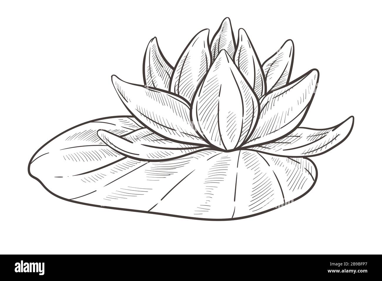 Esquisse isolée de fleur d'eau, bourgeon de lotus avec feuille Illustration de Vecteur
