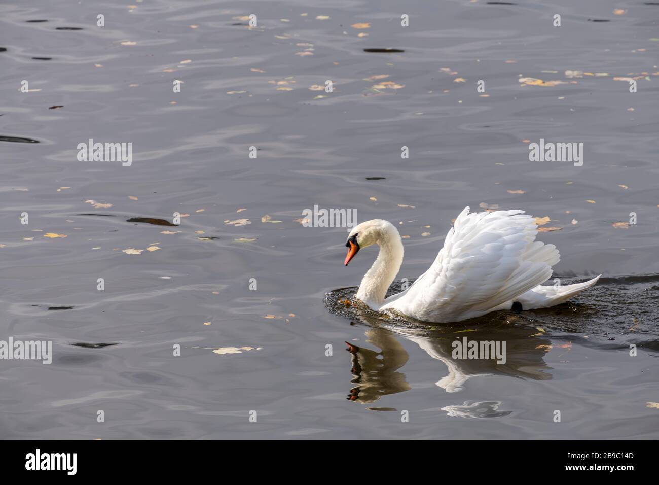 Un magnifique cygne blanc nageant dans la Vltava à Prague, en République tchèque Banque D'Images