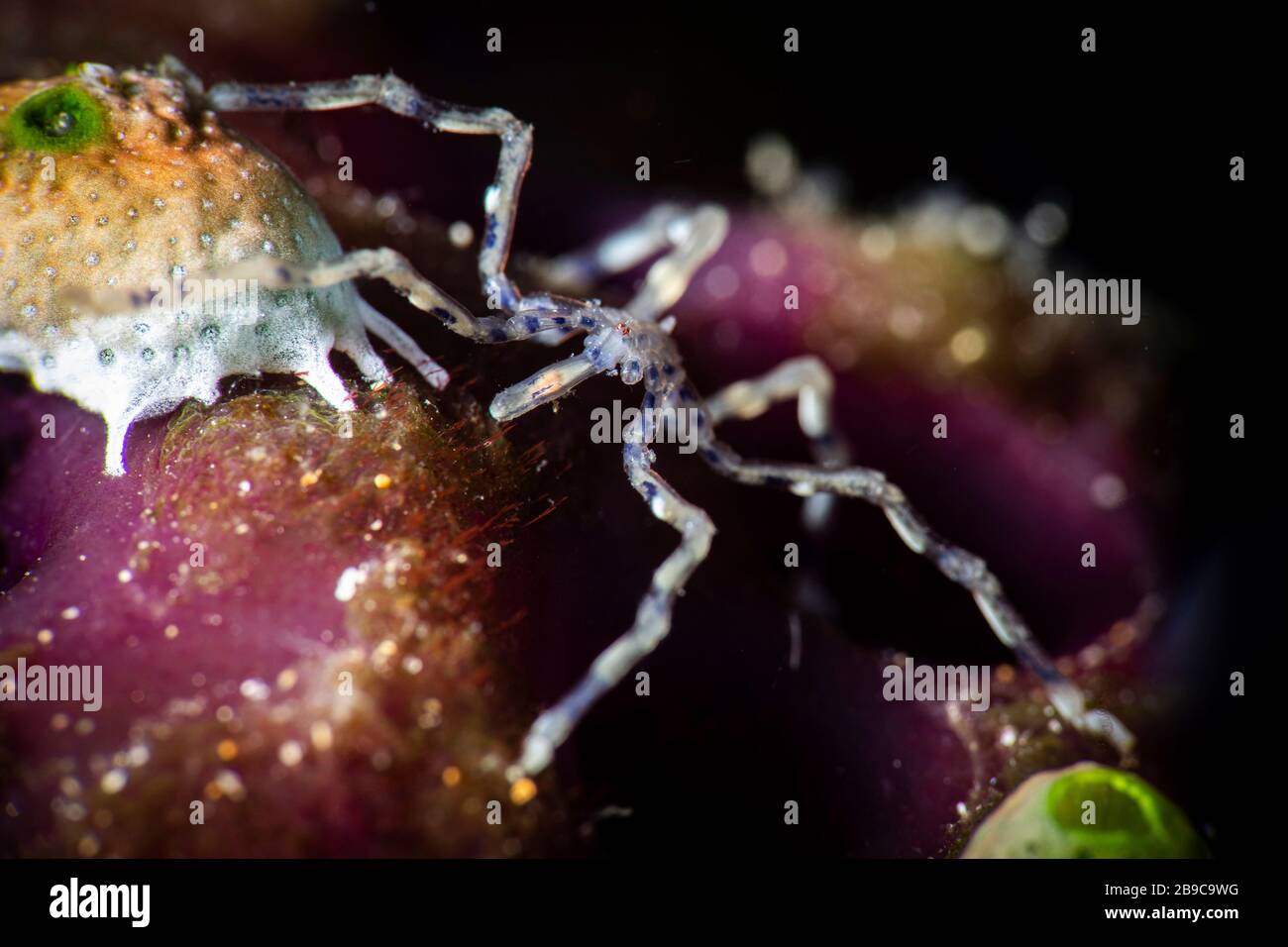 Une araignée de mer fait son chemin au-dessus du récif, Anilao, Philippines. Banque D'Images