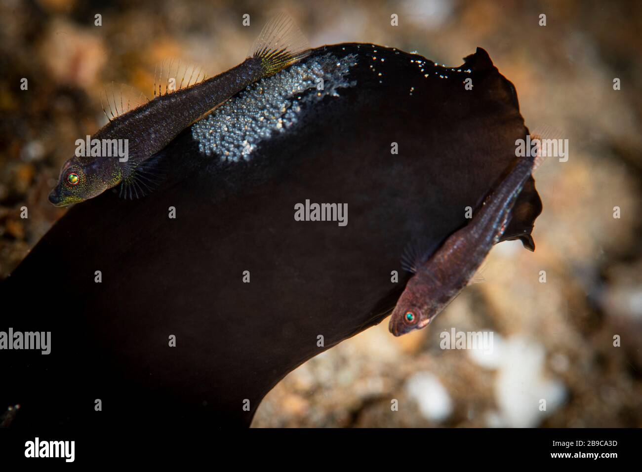 Une paire de gobies sur un tunicate ont pondu les œufs et les soignent jusqu'à ce qu'ils éclosent. Banque D'Images