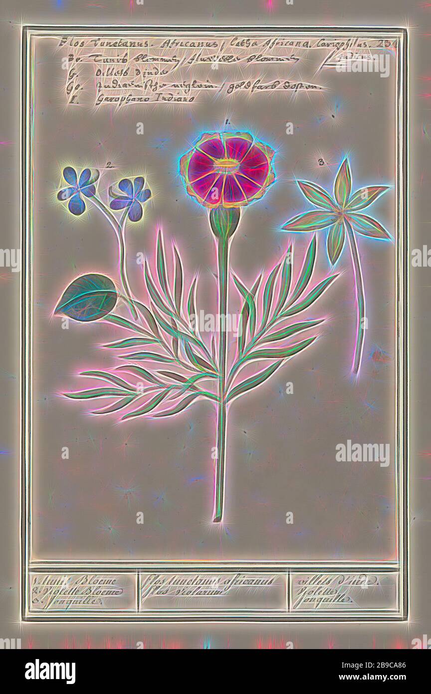 Tagetes, violette (Viola) et Narcisse (Narcissus) 1. Tunis Bloeme 2 fleur  violette 3. Jonquil. Flos / tunctanus africanus flos violarum / oillets  d'inde. violet. jonquille (titre sur l'objet), un africanant, deux violettes