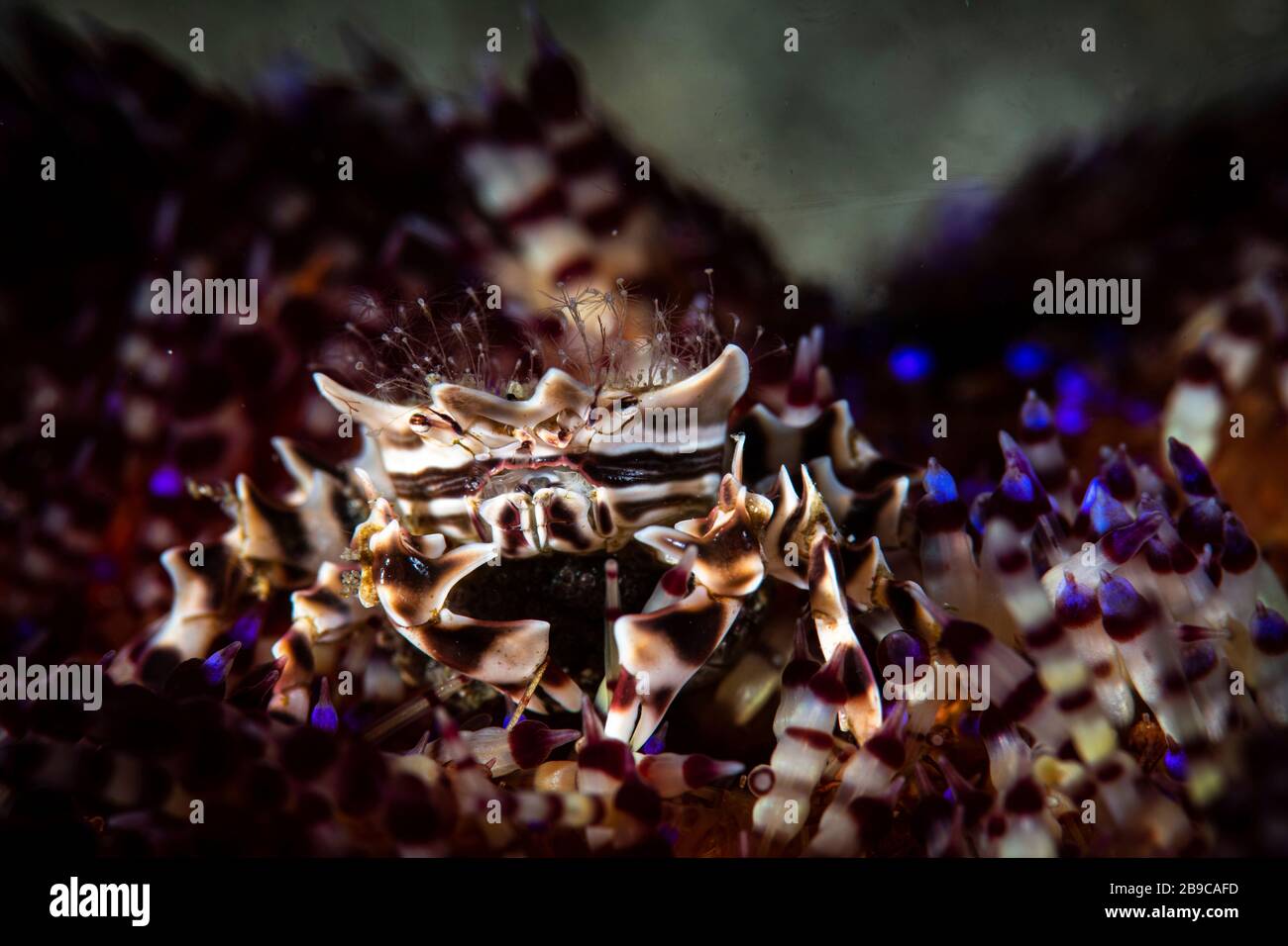 Ce crabe zébré possède une couronne d'hydroïdes qui pident et se trouve au sommet d'un oursin d'incendie. Banque D'Images