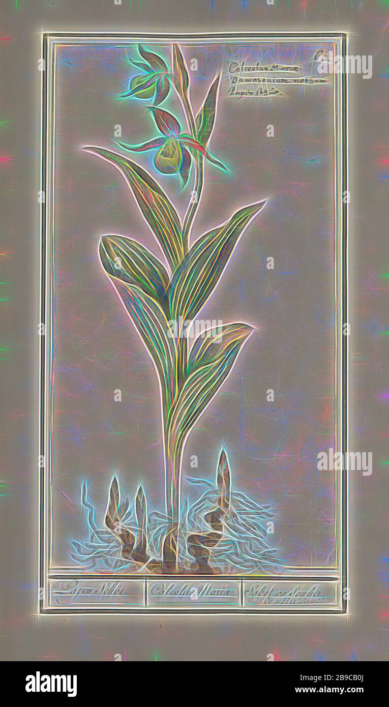 Chaussure pour Femme (Cypripedium calceolus), Papen Schoe. / Calcolus Mariae. / Sabot ou Soulier de nôtre Dame (titre sur objet), Orchid chaussure pour femme ou Vénus chaussure. Numéroté en haut à droite : 62. Ici aussi le nom en trois langues. Partie du premier album avec des dessins de fleurs et de plantes. Huitième des douze albums avec des dessins d'animaux, d'oiseaux et de plantes connus autour de 1600, commandé par l'empereur Rudolf II Avec explications en néerlandais, latin et français, fleurs: orchid, Anselmus Boetius de Boodt, 1596 - 1610, papier, aquarelle (peinture), peinture de pont, craie, encre, stylo, h 312 mm × W 170 mm, repensé par Gibo Banque D'Images