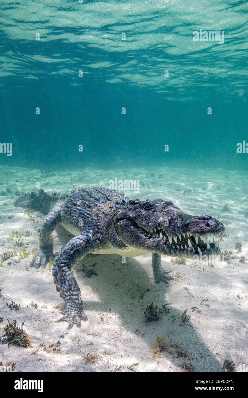 Un crocodile en déplacement le long de l'océan, mer des Caraïbes, Mexique. Banque D'Images