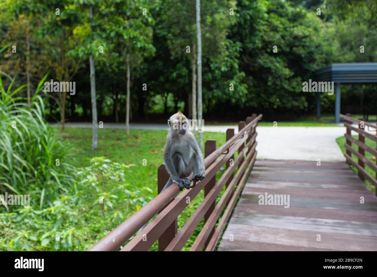 Un petit bébé singe assis, équilibre sur la poutre du pont à Admiralty Park, Singapour Banque D'Images