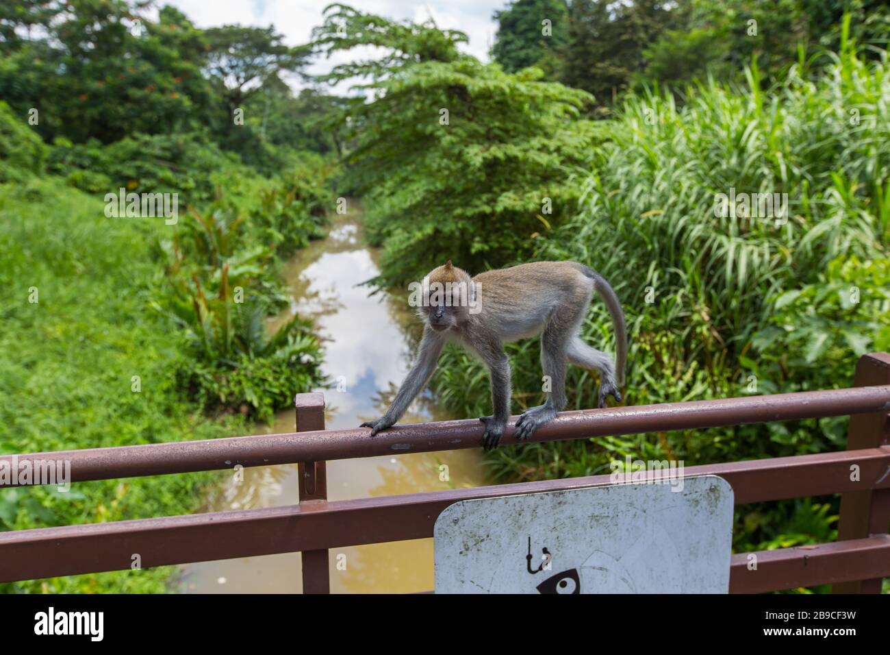 Un bébé singe se balance sur un pont à Admiralty Park, Singapour Banque D'Images