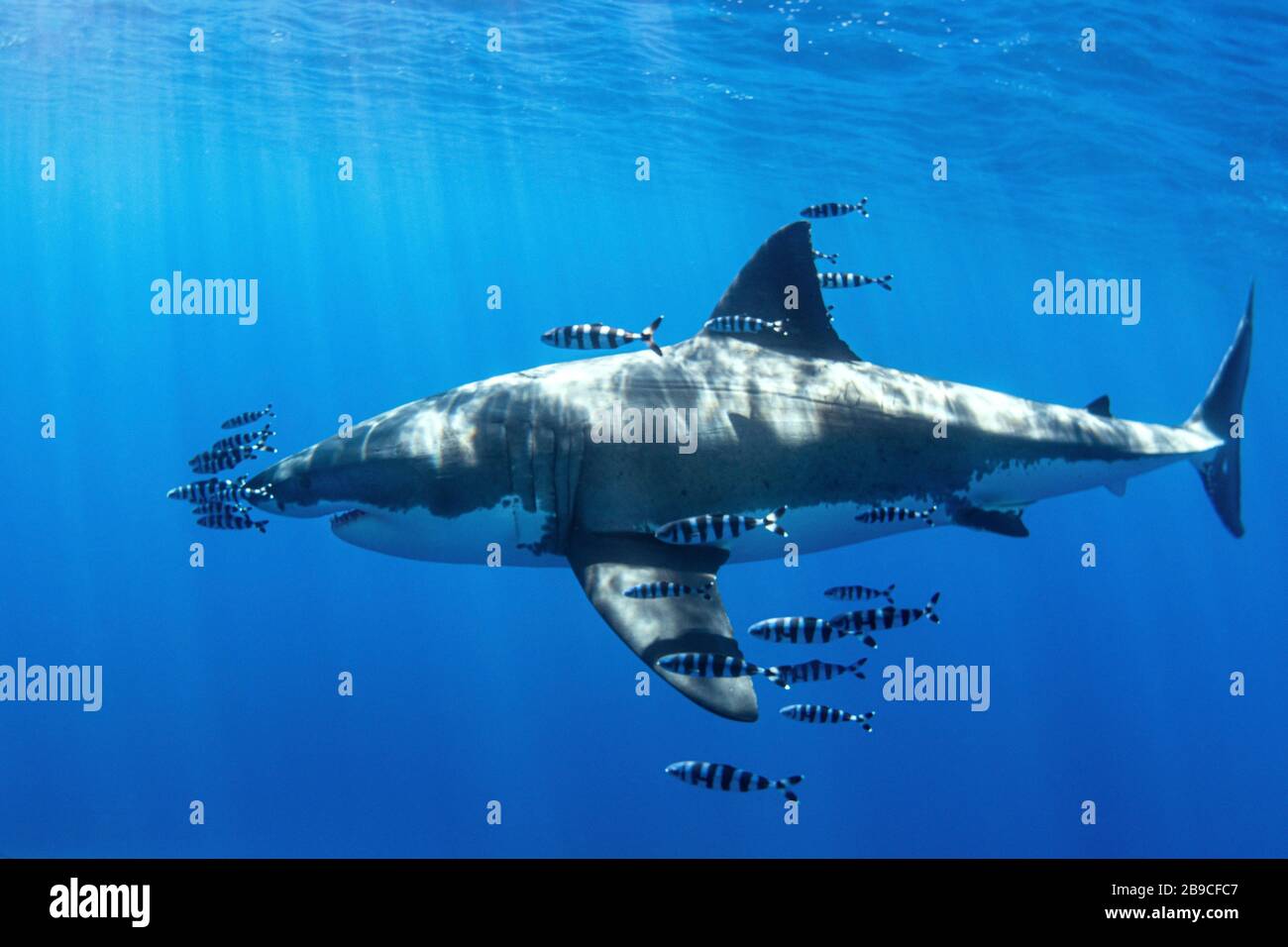 Un grand requin blanc est accompagné de dizaines de poissons pilotes. Banque D'Images