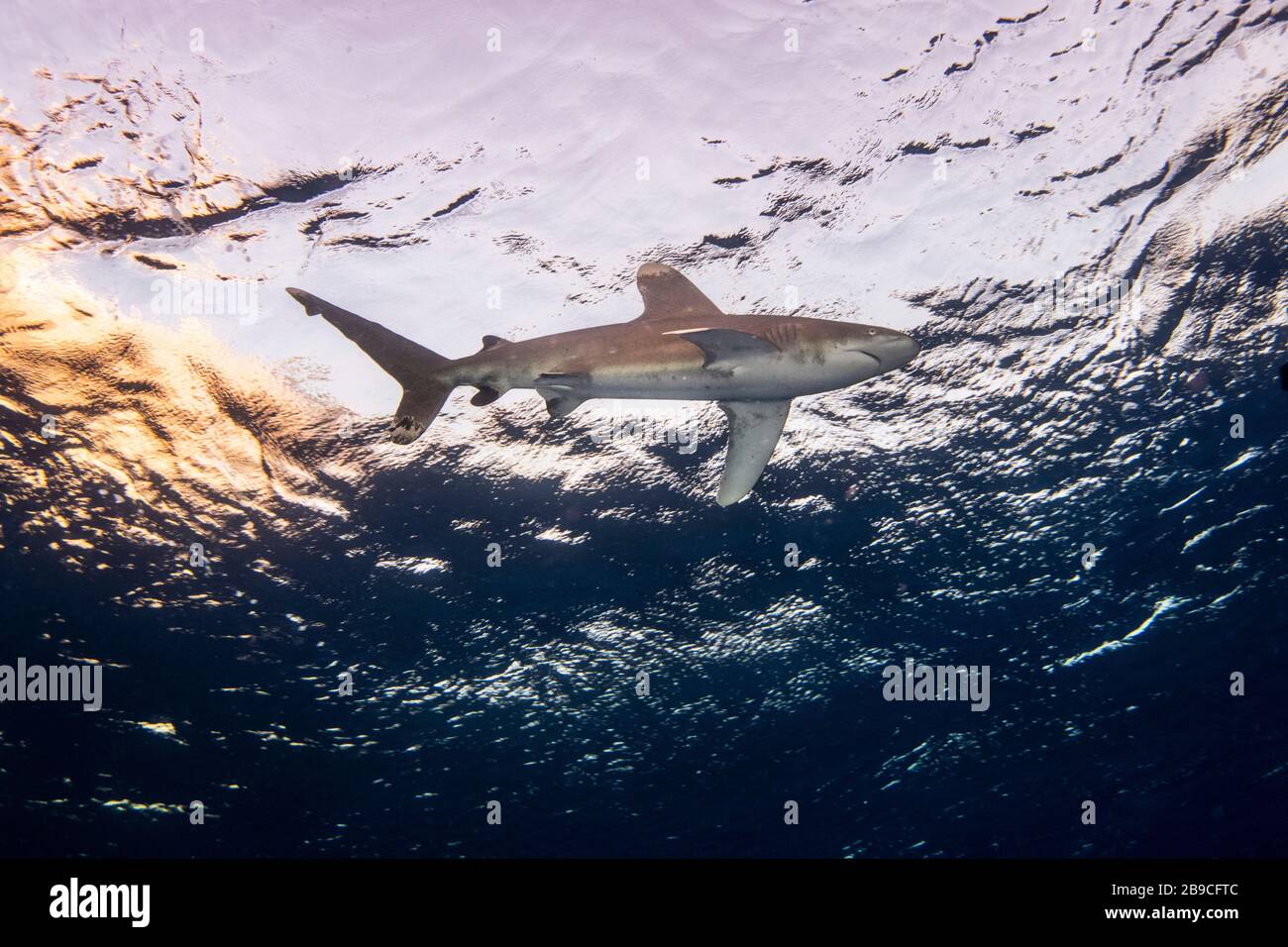Un requin blanc océanique survole sous le soleil couchant, la mer Rouge. Banque D'Images