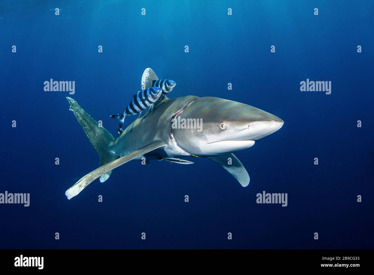 Un requin à pointe blanche océanique souffre d'un support de régulateur en caoutchouc de plongeur autour de son cou. Banque D'Images
