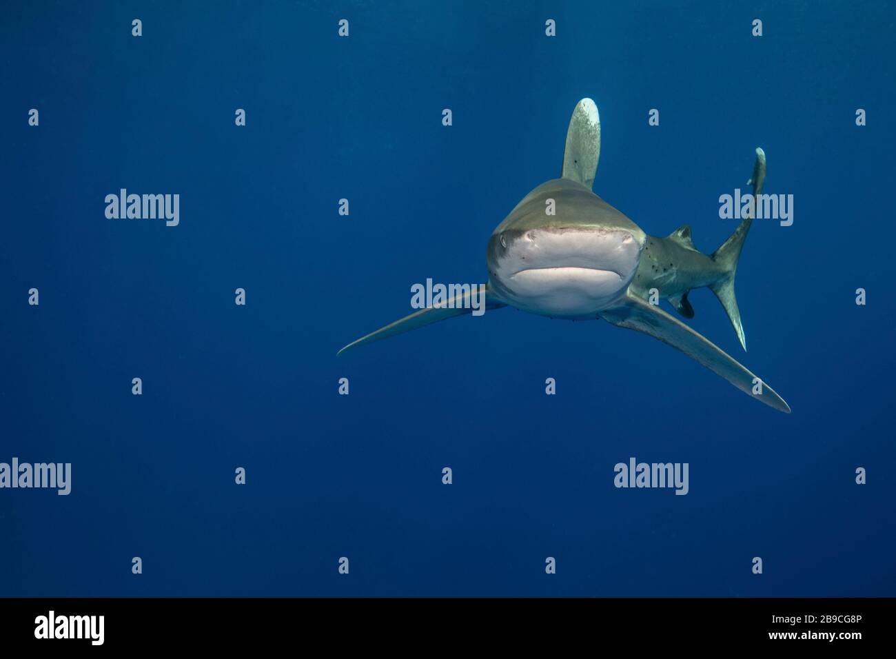 Position imposante d'un requin blanc océanique, la mer Rouge. Banque D'Images