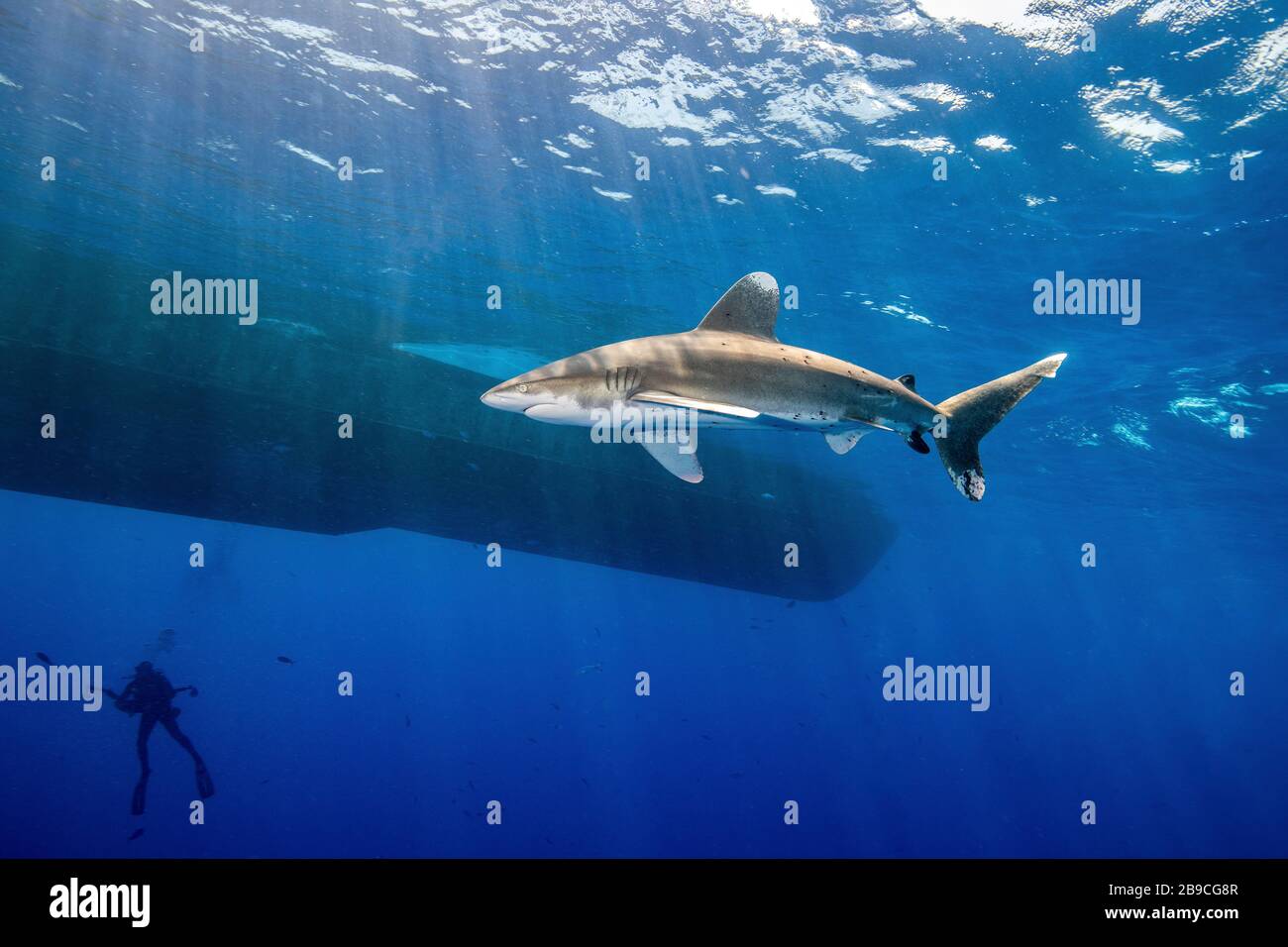 Un requin entoure un bateau où les plongeurs attendent en dessous de la mer Rouge. Banque D'Images