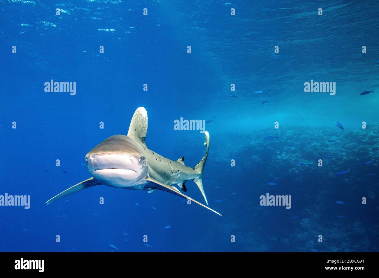 Un requin blanc océanique est recouvert de petits parasites noirs, la mer Rouge. Banque D'Images