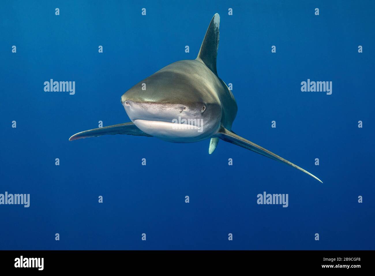 Un requin approche de la mer Rouge bleue. Banque D'Images