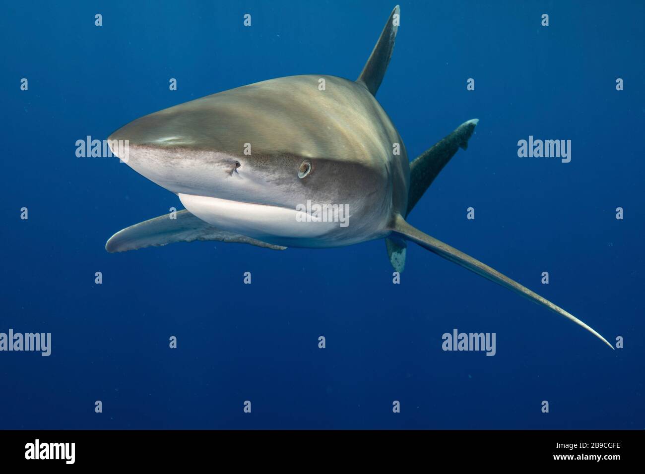 Un requin blanc océanique, la mer Rouge. Banque D'Images
