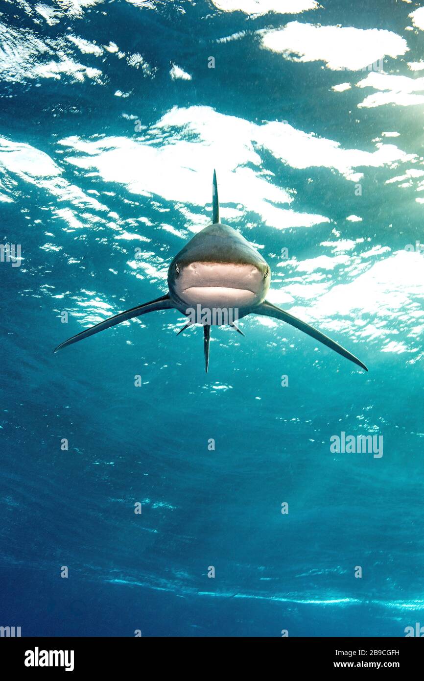 Un requin blanc océanique approche avec une position imposante, la mer Rouge. Banque D'Images