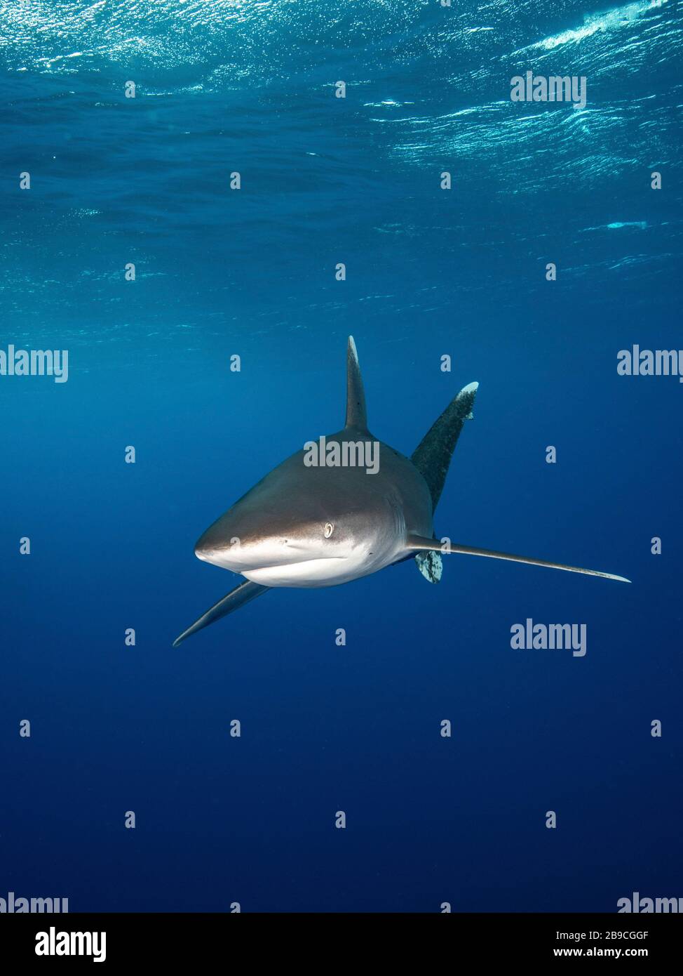 Un requin approche de la mer Rouge bleue. Banque D'Images