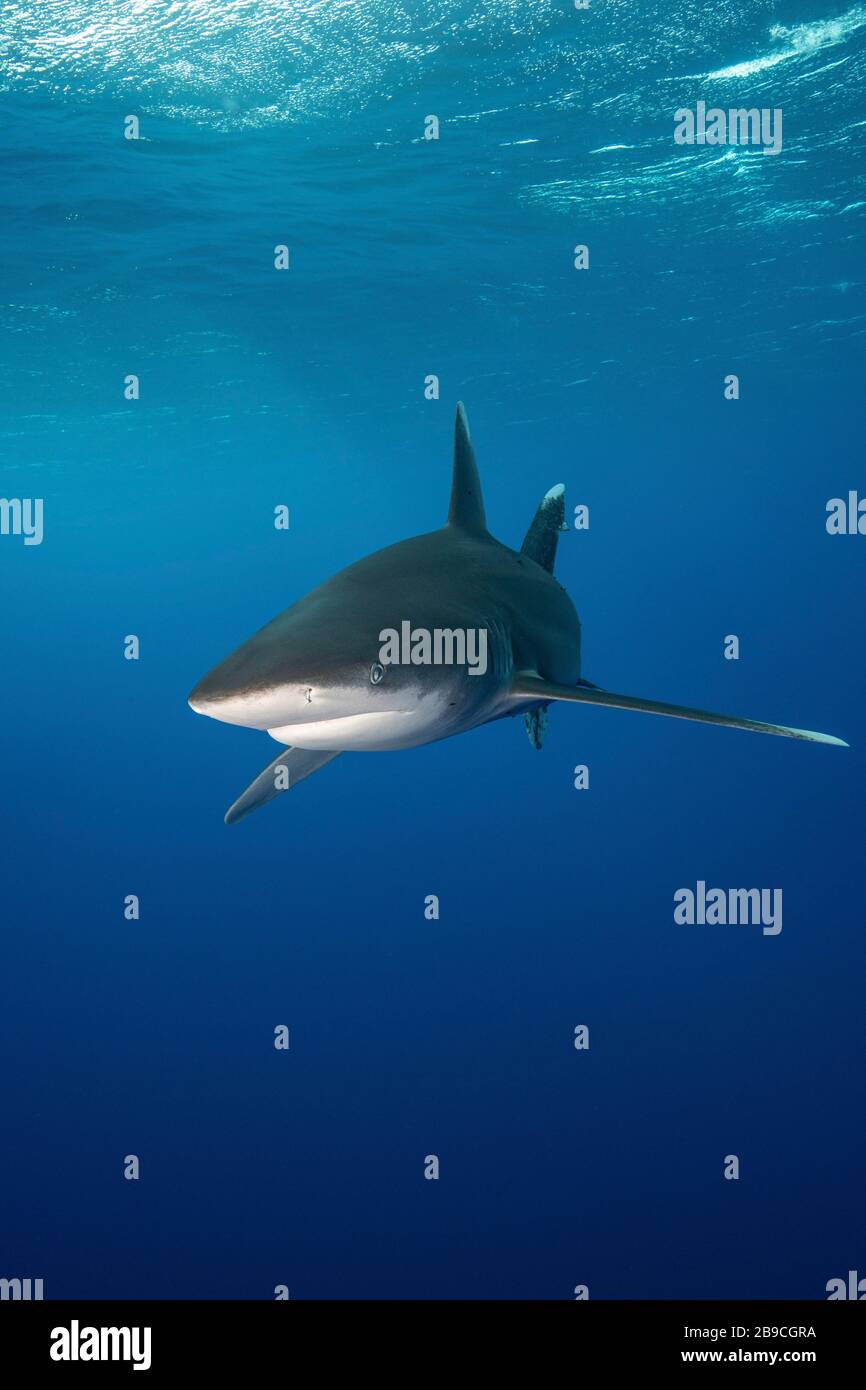 Un requin approche de la mer Rouge bleue. Banque D'Images