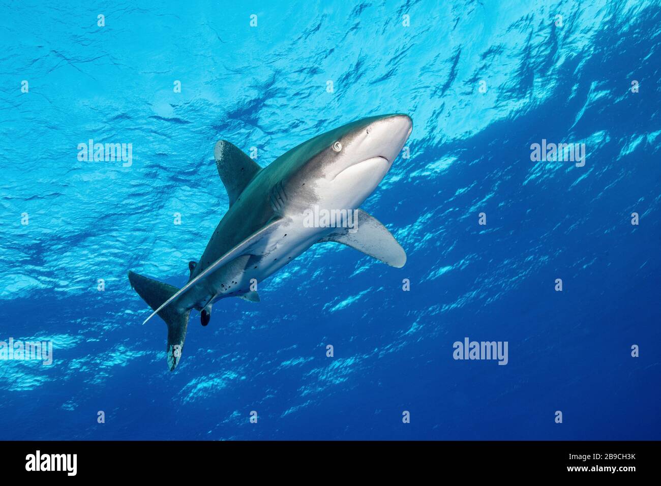 Un requin à pointe blanche océanique s'élève à travers l'eau, la mer Rouge. Banque D'Images