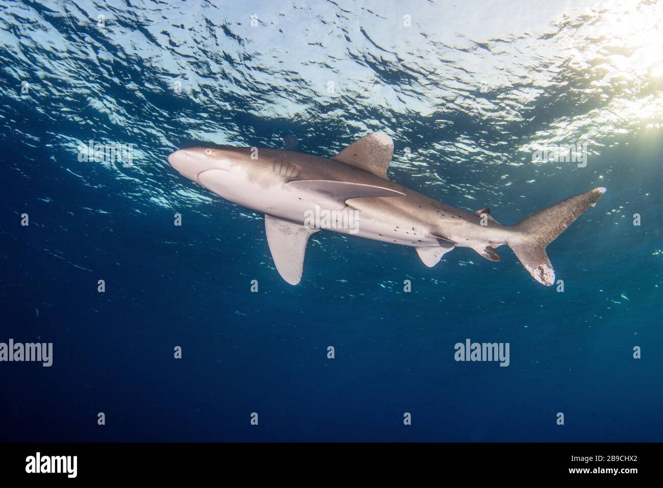 Requin à pointe blanche océanique, mer Rouge. Banque D'Images