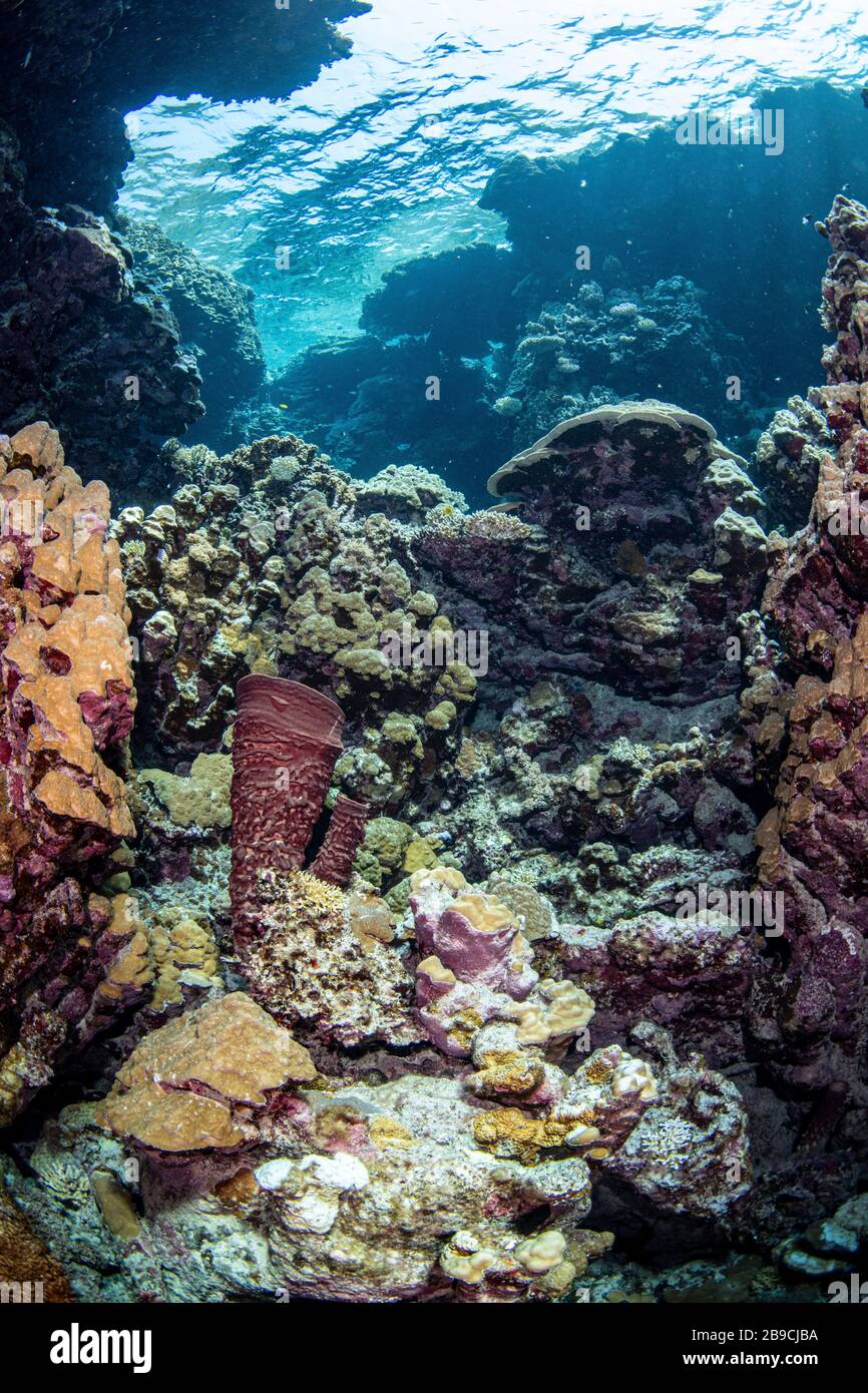 Un récif caché à l'intérieur d'une caverne, la mer Rouge. Banque D'Images