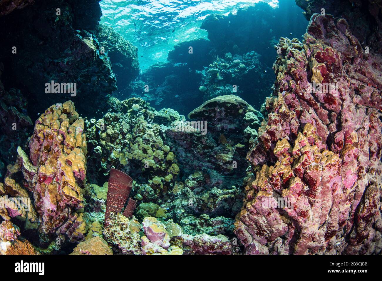 Formations de corail à l'intérieur d'une caverne cachée, la mer Rouge. Banque D'Images