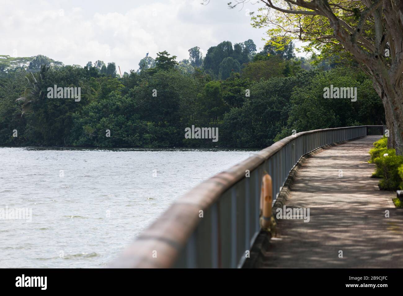 Promenade au bord de l'eau boisée et préservation de la diversité naturelle, Singapour. Banque D'Images