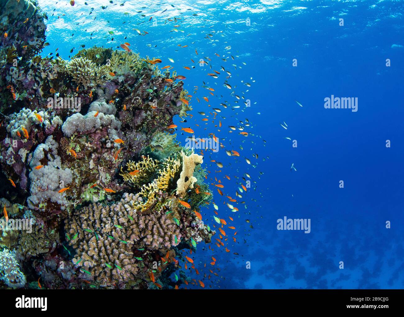 Une bombe de corail abrite des centaines de poissons d'anthias en mer Rouge. Banque D'Images