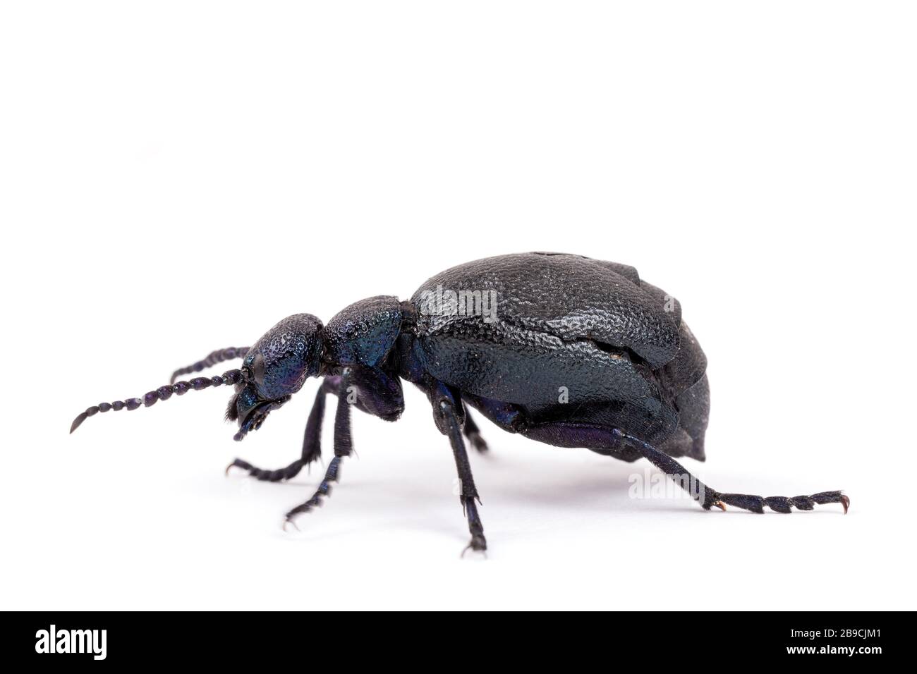 L'alimentation en scarabée de l'huile de violette, très toxique, est isolée au printemps, macro de Meloe violaceus. Europe République tchèque faune Banque D'Images