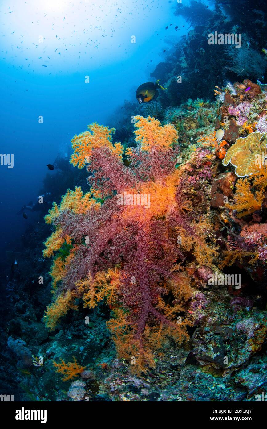 Un énorme corail doux de plusieurs couleurs, Raja Ampat, Indonésie. Banque D'Images