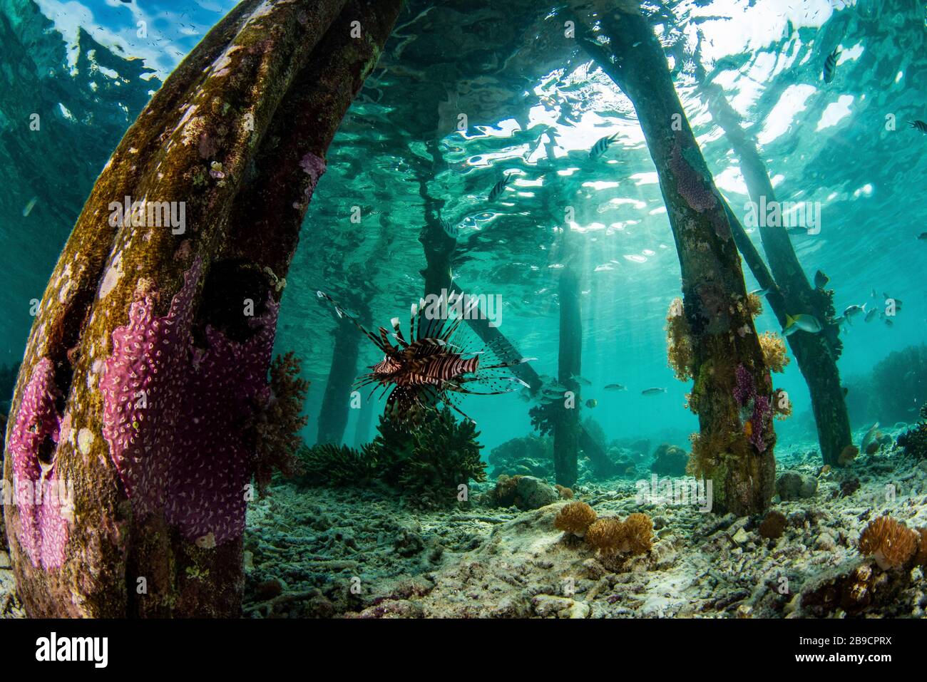 Vue sur la vie en mer sous un quai, Raja Ampat, Indonésie. Banque D'Images