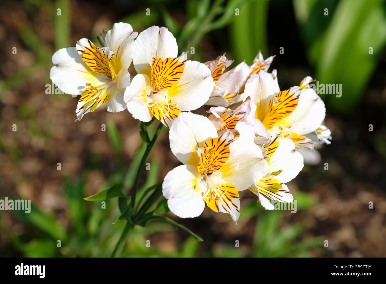 Alstroemeriaceae/Liliaceae. Alstroemeria 'Chypre' aussi connu sous le nom de Lily chilienne, Lily péruvienne ou Lily des Incas Banque D'Images