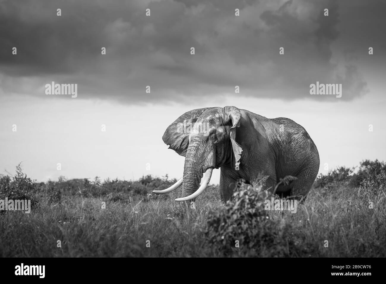 Éléphant rouge isolé dans la savane en Afrique, safari en Tanzanie, Kenya, Ouganda photo de paysage noir et blanc photo de paysage noir et blanc Banque D'Images