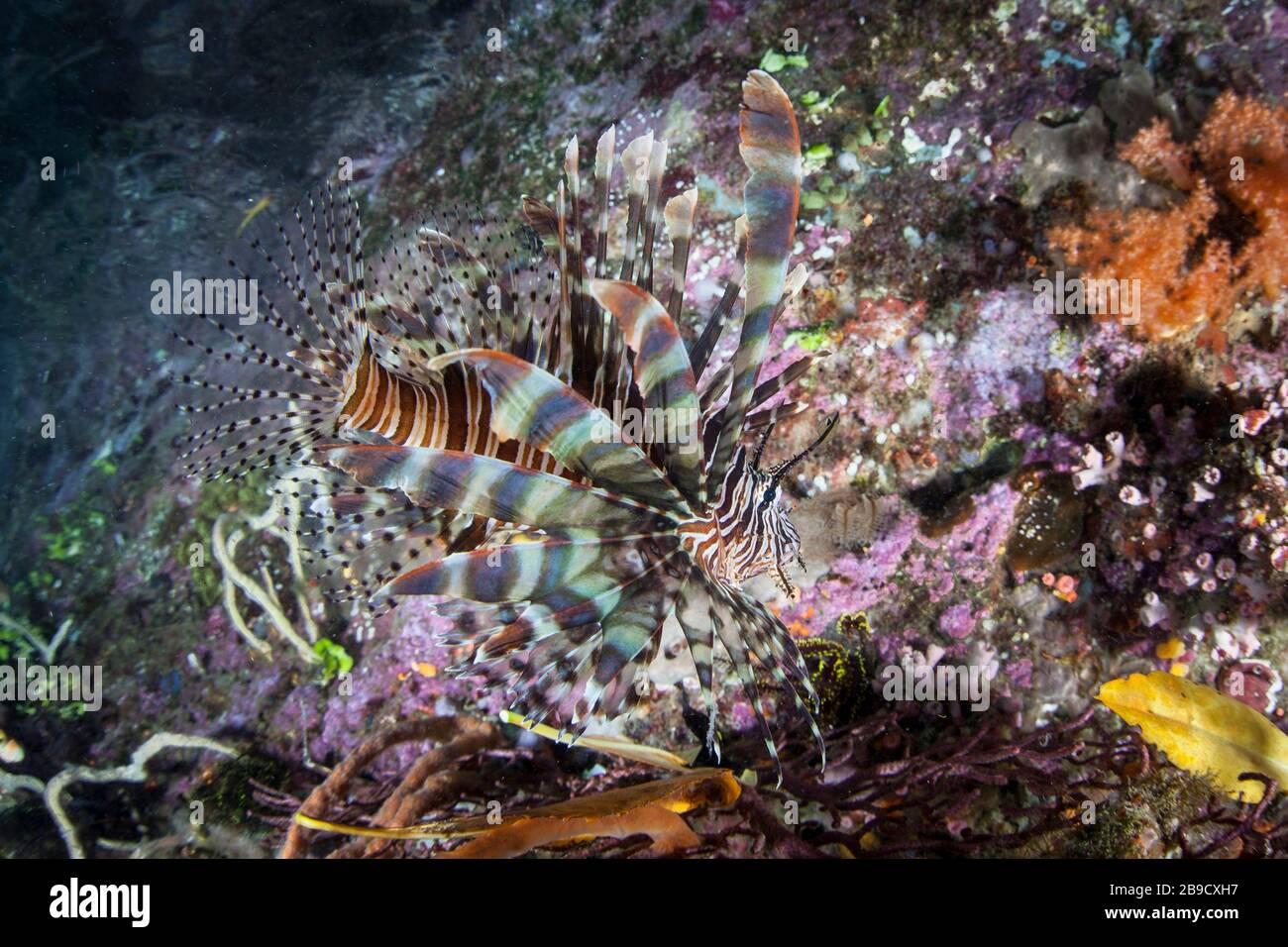 Un lionfish, Pterois volitans, chasse pour des proies unwary sur un récif de corail. Banque D'Images