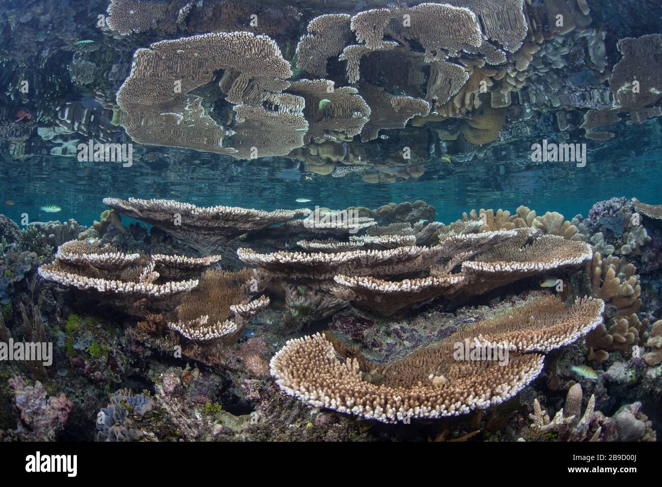 Un beau récif de corail grandit au milieu des îles tropicales de Raja Ampat, Indonésie. Banque D'Images