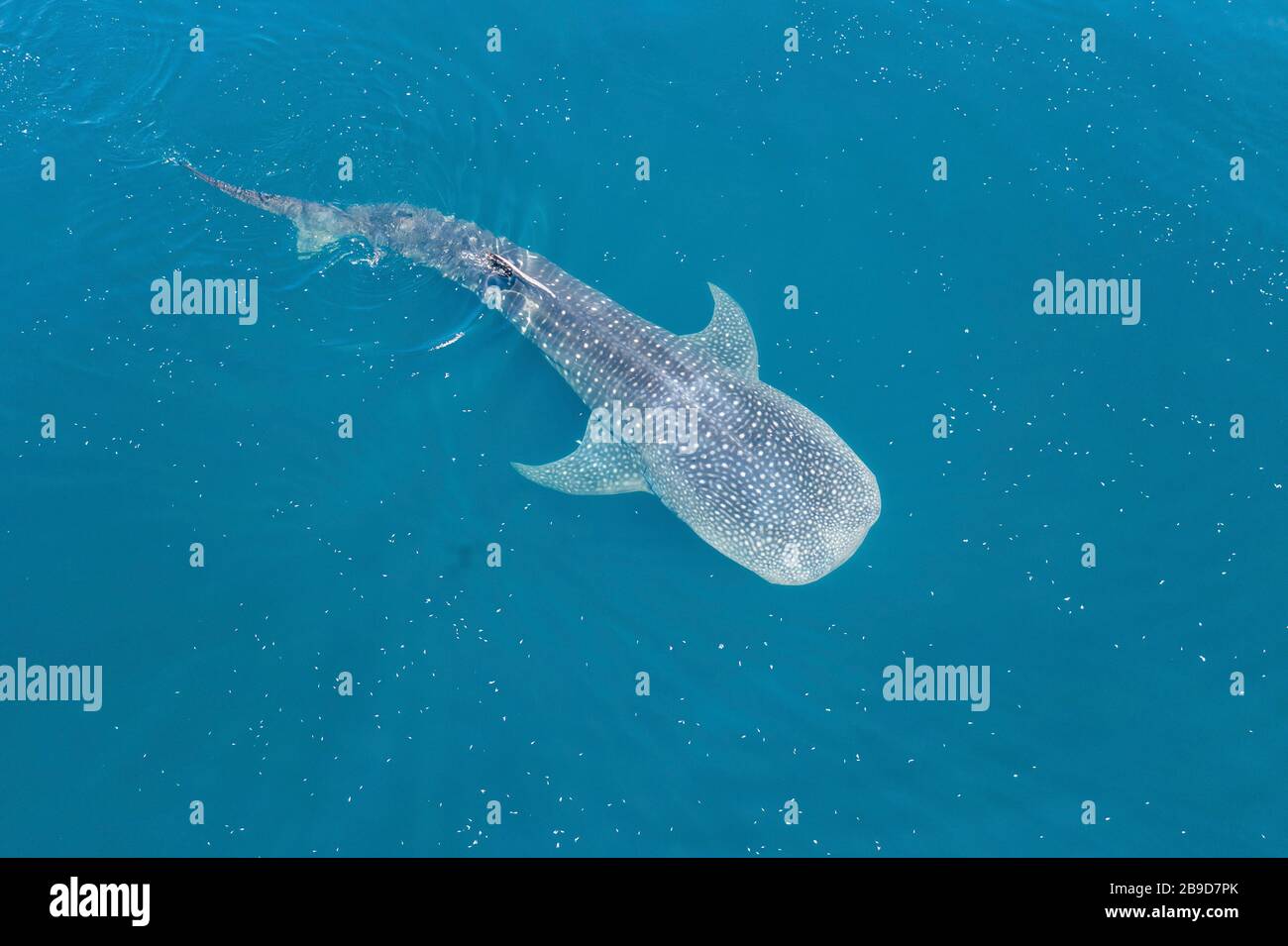 Un énorme requin baleine, Rhincodon typus, nage dans les eaux indonésiennes ensoleillées. Banque D'Images
