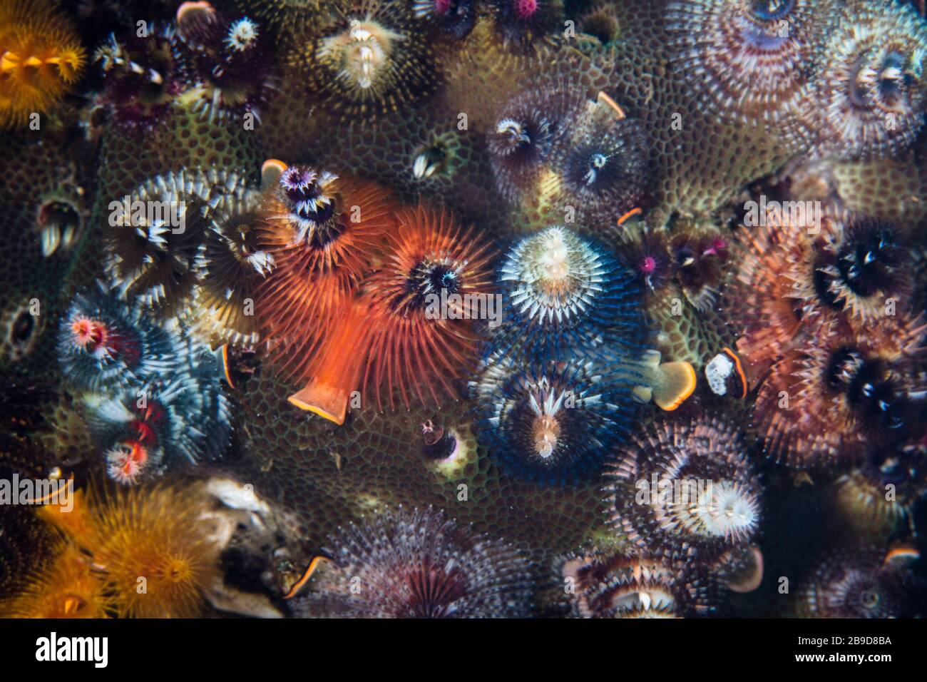 Les vers colorés de l'arbre de Noël s'épanouissent sur un récif en Indonésie de la mer de Banda. Banque D'Images Les vers colorés de l'arbre de Noël s'épanouissent sur un récif en Indonésie de la mer de Banda. Banque D'Images