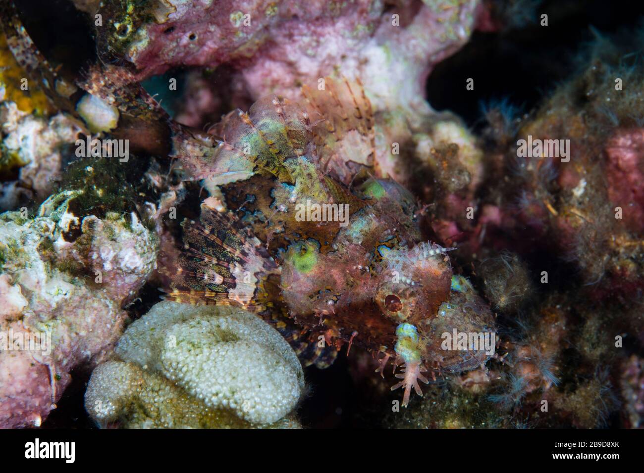Un poisson de scorpionfish juvénile se fond dans son fond de récif de corail en Indonésie. Banque D'Images
