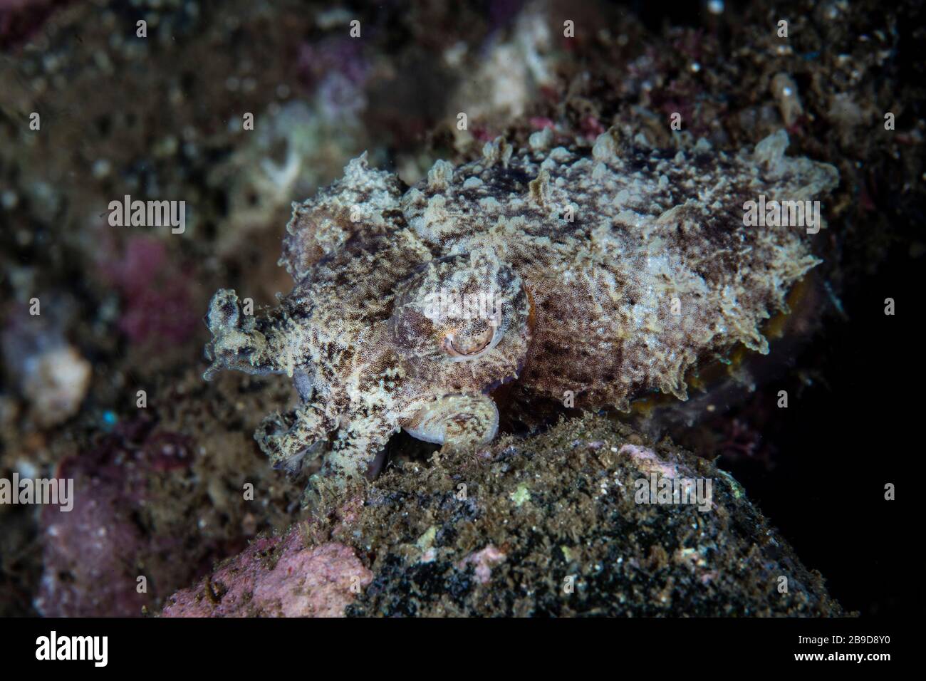 Un petit poisson de seiche bien camouflé, Sepia sp., survole un fond marin rocheux. Banque D'Images
