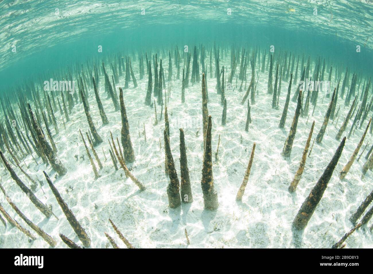Les racines des mangroves noires, appelées pneumatophores, remontent au fond marin peu profond. Banque D'Images Les racines des mangroves noires, appelées pneumatophores, remontent au fond marin peu profond. Banque D'Images