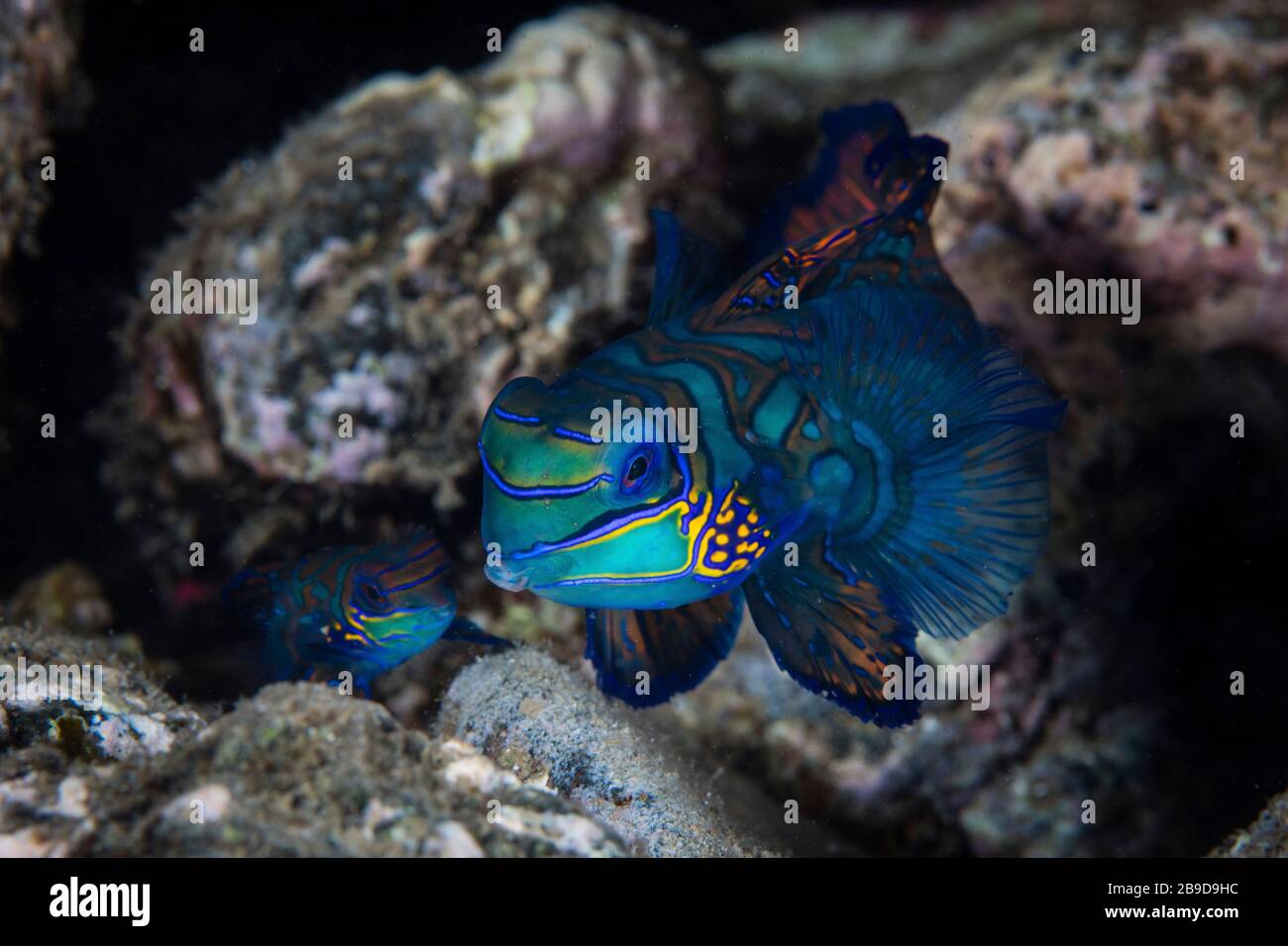 Un mandarinfish, Synchiropus slendidus, recherche un mate au crépuscule. Banque D'Images