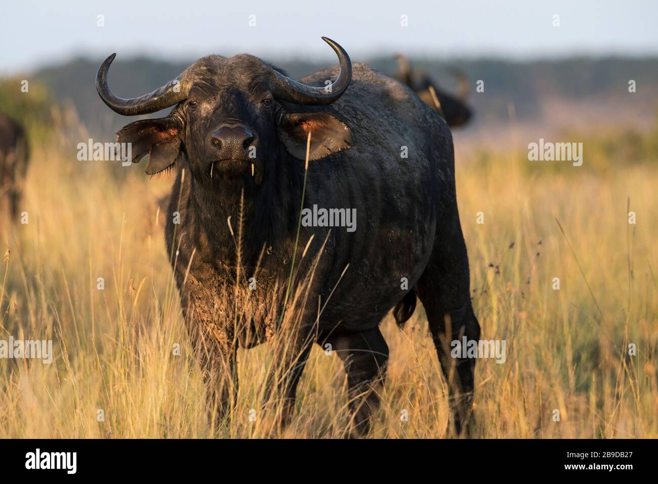 L'image de Buffalo africain (Syncerus caffer) dans le parc national de Masai Mara, au Kenya Banque D'Images