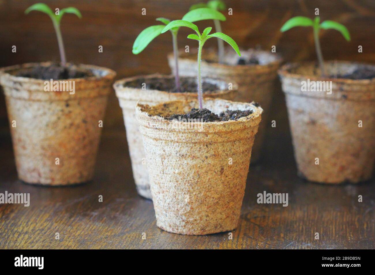 Concept de jardinage .jeunes pousses de plantules de tomates dans les pots de tourbe. . Banque D'Images