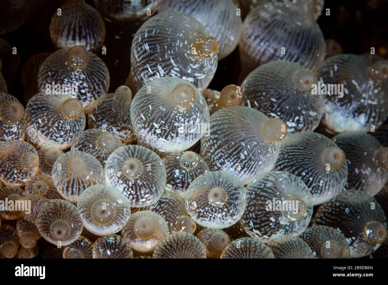 Détail d'une anémone buleuse, Entacmaea quadricolor. Banque D'Images Détail d'une anémone buleuse, Entacmaea quadricolor. Banque D'Images