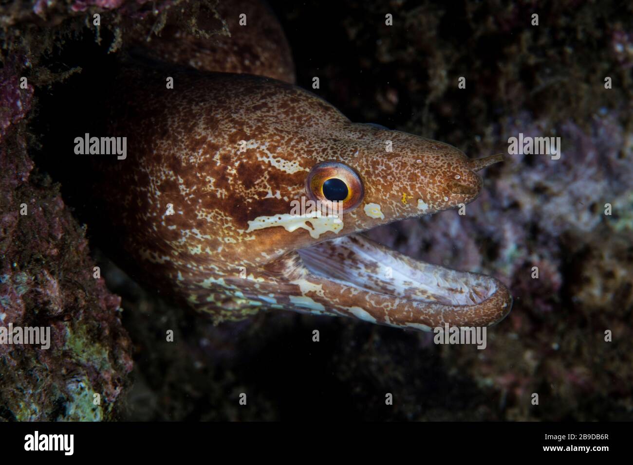 Une anguille moray barrée, Gymnothorax zonipectus. Banque D'Images