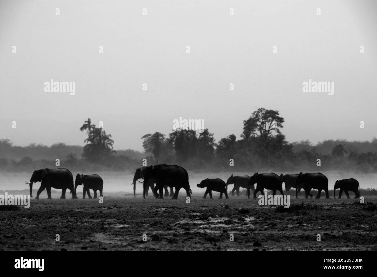 L'image du troupeau d'éléphants d'Afrique (Loxodonta africana) dans le parc national d'Amboseli, au Kenya Banque D'Images