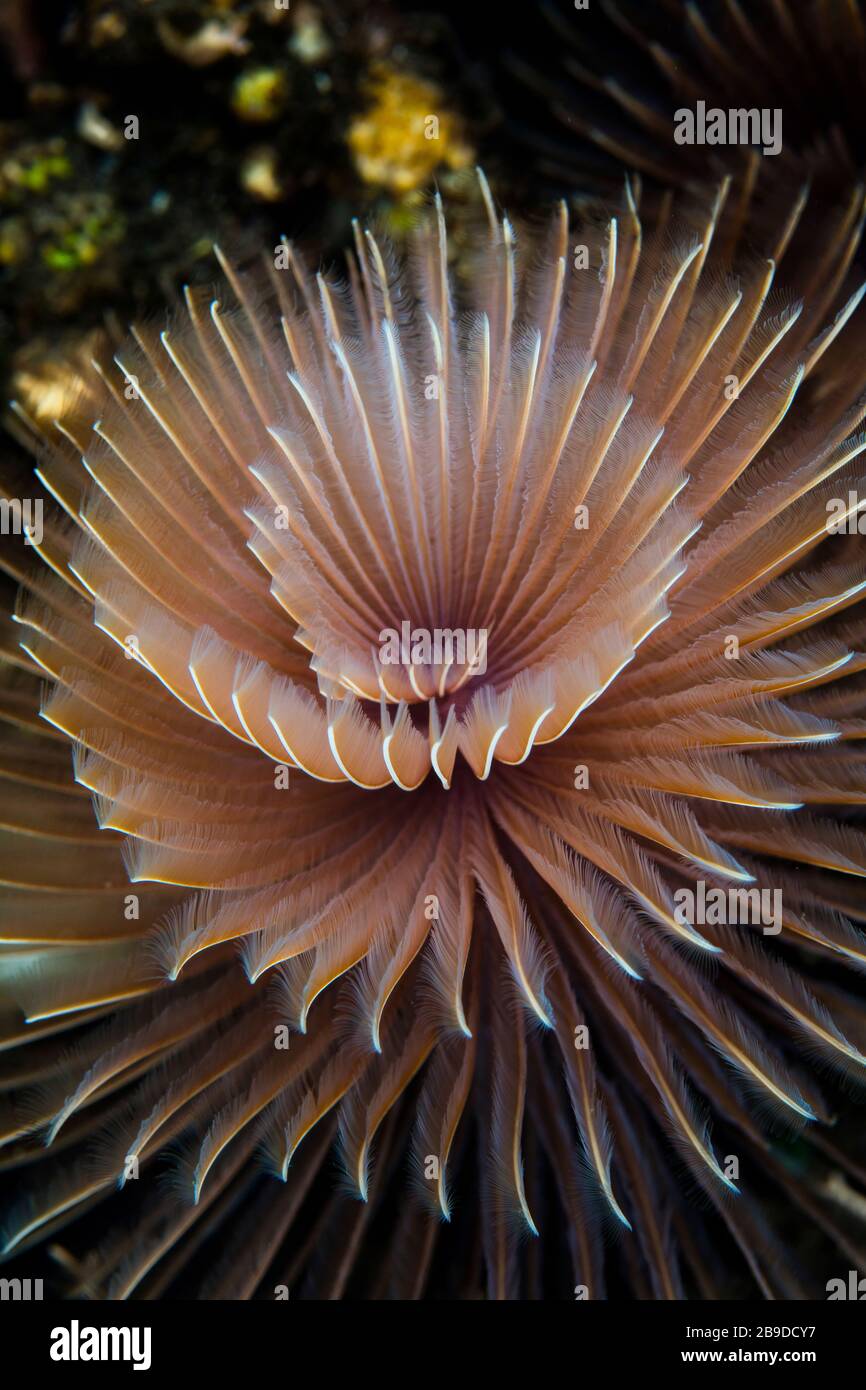 Un ver de plumeau, Bispira sp., pousse sur un récif de corail. Banque D'Images