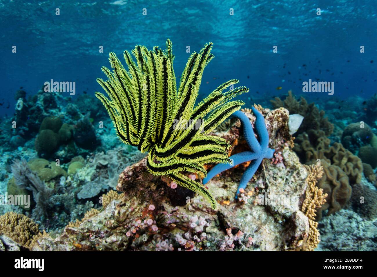 Un crinoïde jaune vif s'accroche à un récif de corail sain près d'Alor, en Indonésie. Banque D'Images