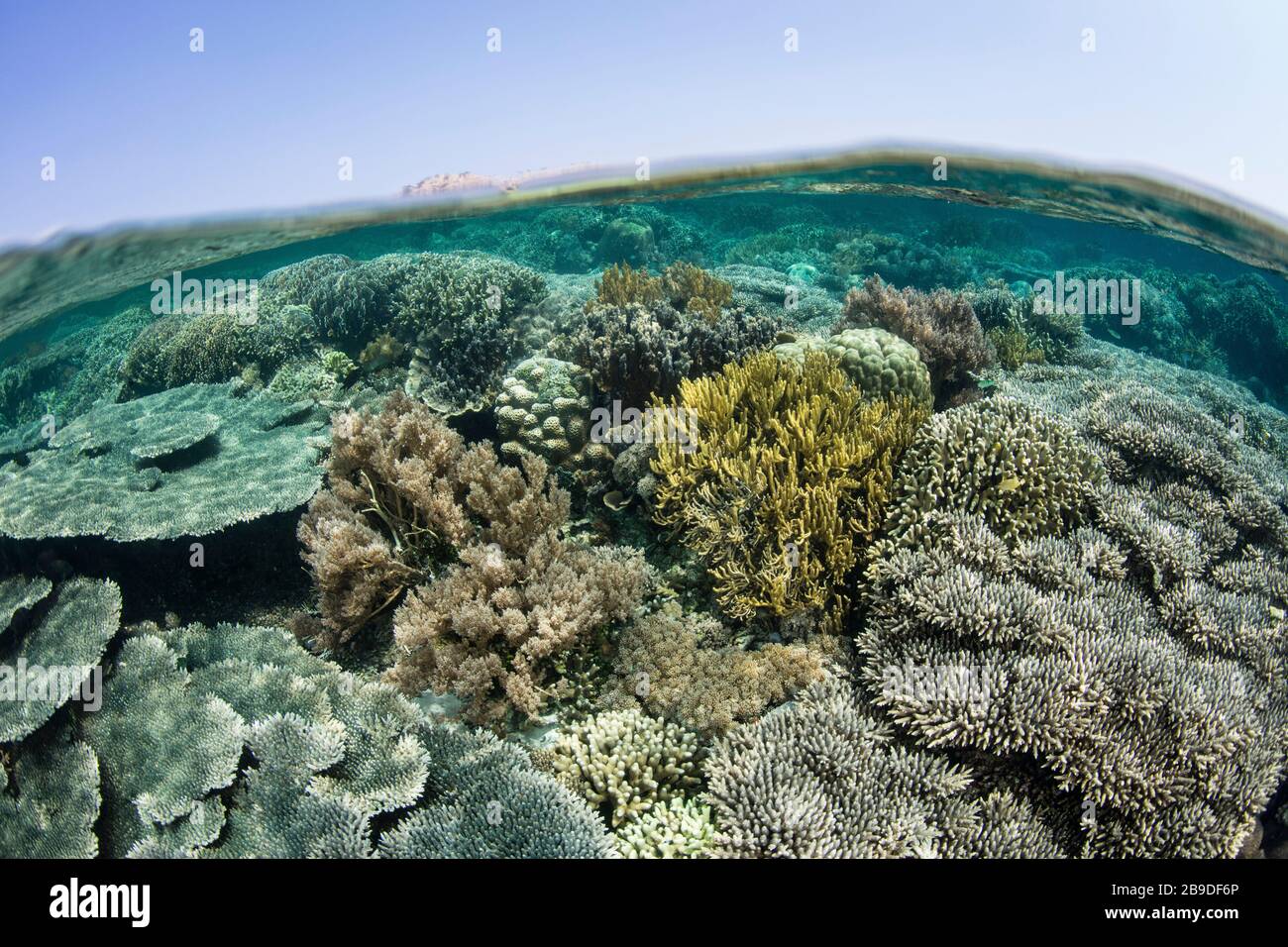 Un récif de corail sain prospère dans le parc national de Komodo, en Indonésie. Banque D'Images